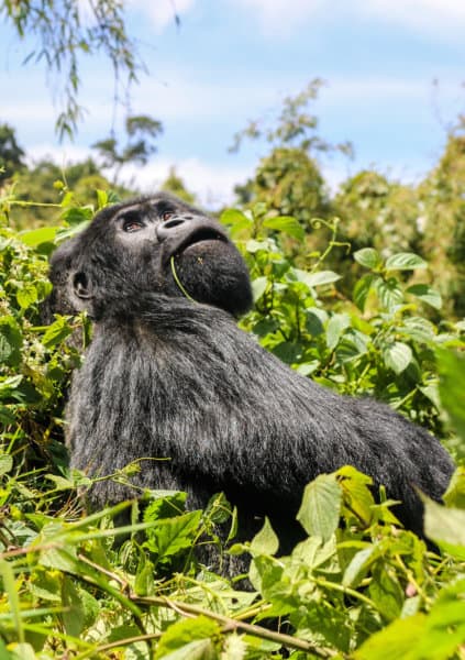 Silverback Gorilla in Rwanda