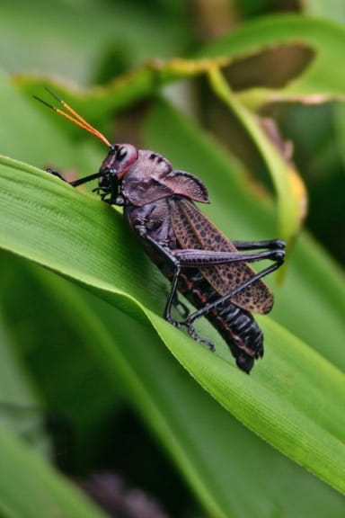 Costa Rica Bugs -Giant Red-Winged Grasshopper in Tortuguero National Park