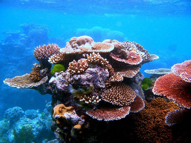 Great Barrier Reef by Toby Hudson, via Creative Commons