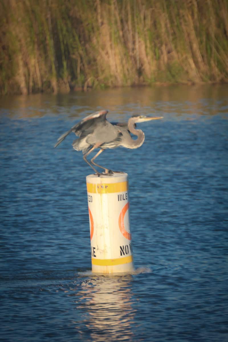 Great Blue Heron in Mobile Bay, Alabama