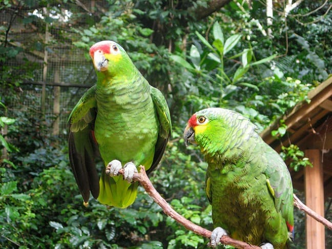 Green Amazon Parrots
