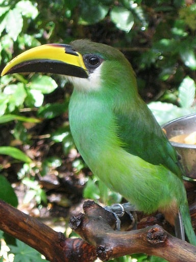 Green Toucanet