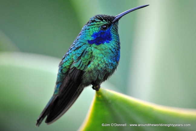 Birding in Costa Rica -Green Violetear Hummingbird in the Savegre-Watershed
