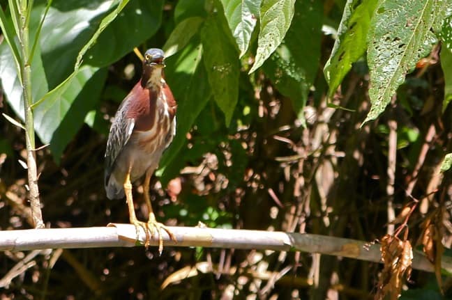 Green_Heron_Indian_River_Dominica