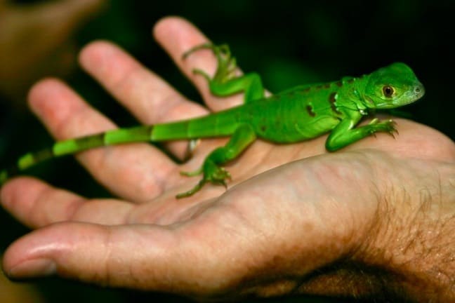 Juvenile Green Iguana in Costa Rica, Tortuguero National Park