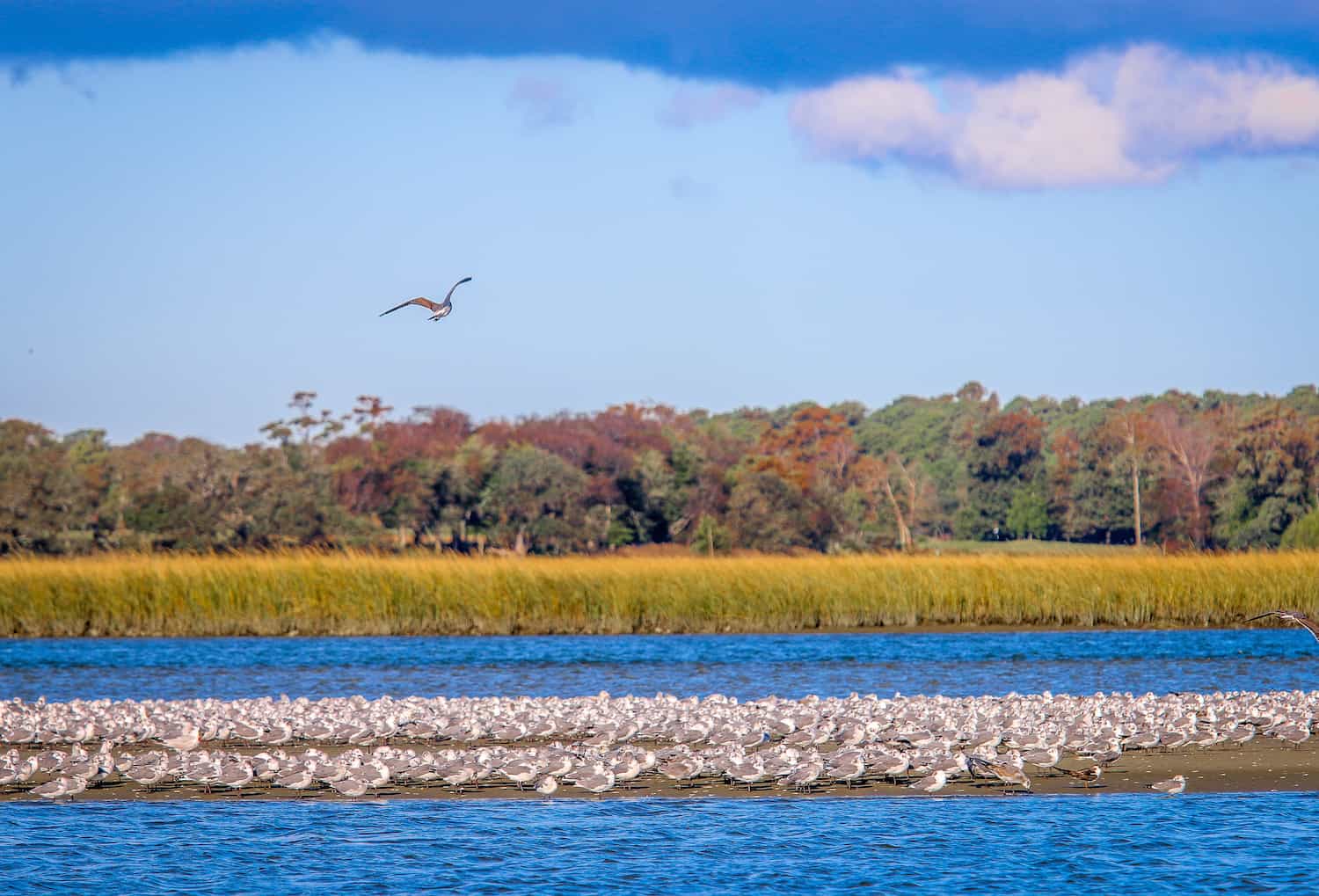 Gulls in Lynnhaven River at Low Tide