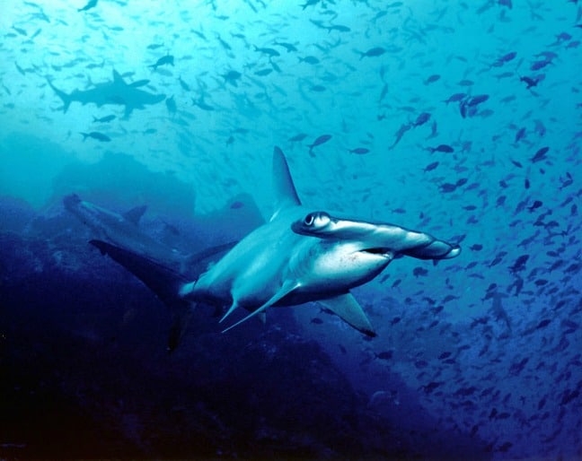 Hammerhead Shark in Cocos Island, Costa, by Dr. Ricaby Blofeld