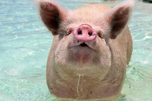 Swimming Pig Island