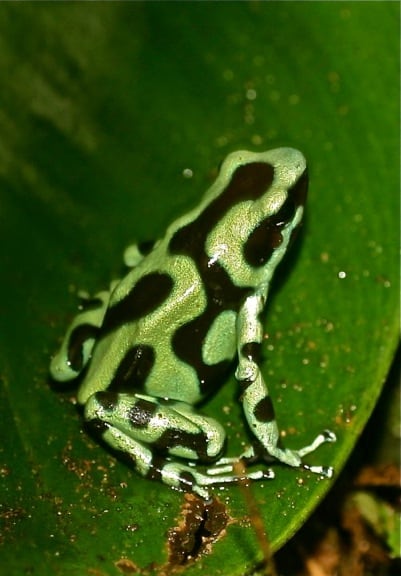 Costa rica frogs: Green & Black Poison Dart Frog in Tortuguero National Park