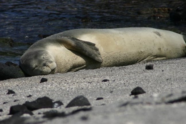 Hawaiian Monk Seal on a Beach