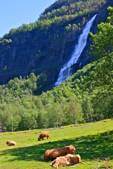 Highland Cattle Grazing Near Skjolden, Norway