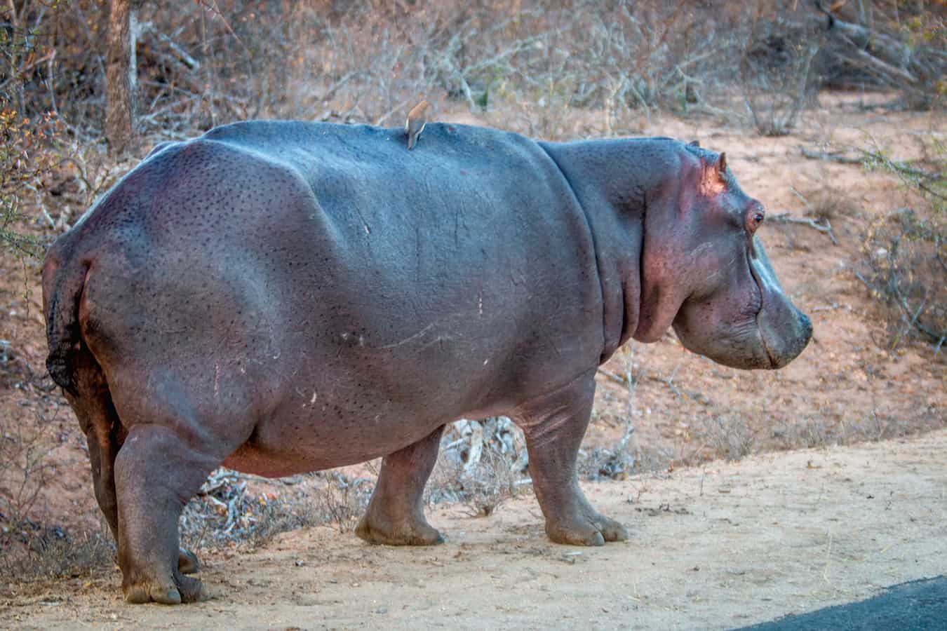 Hippo in Road in Kruger National Park