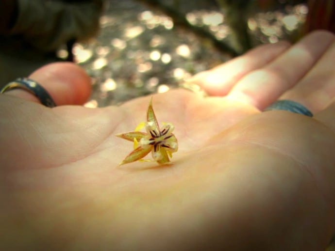 History of Chocolate A Guide to How Chocolate is Made - Cacao Flower