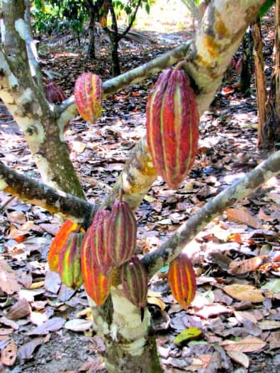 History of Chocolate A Guide to How Chocolate is Made - Cacao Fruit still on the tree