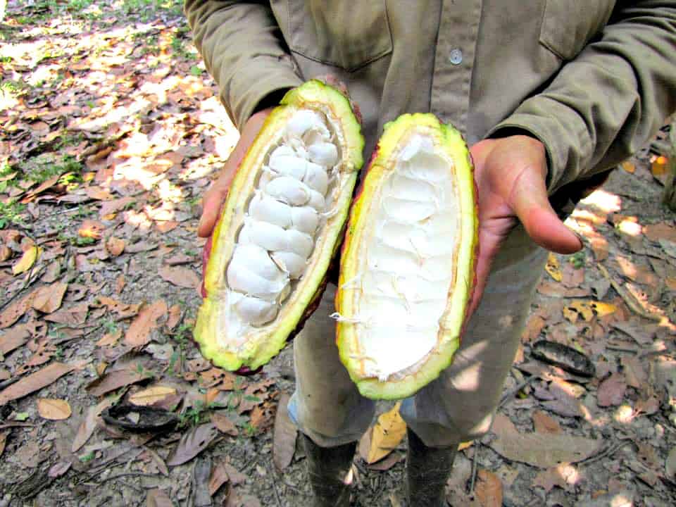 History of Chocolate A Guide to How Chocolate is Made - Open Cacao Pod