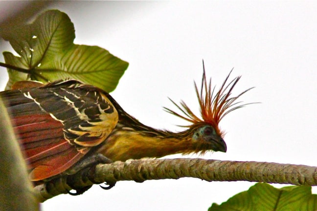 Hoatzin Bird, a.k.a. the Punk Rock Bird