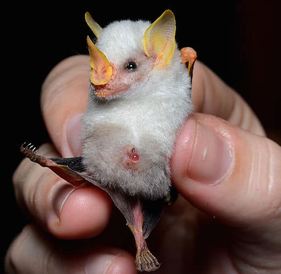 Weird Flying Animals Around The World, Honduran White Bat