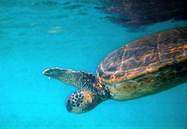 Green Sea Turtle in Hawaii