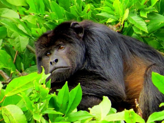 Howler Monkey in Bolivian Amazon