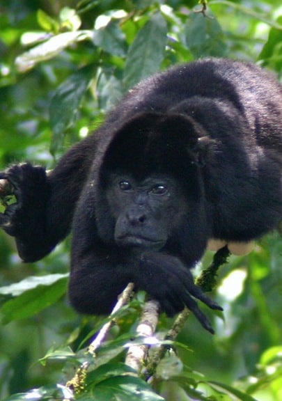Costa Rican Monkeys -Howler Monkey in Tirimbina Biological Reserve