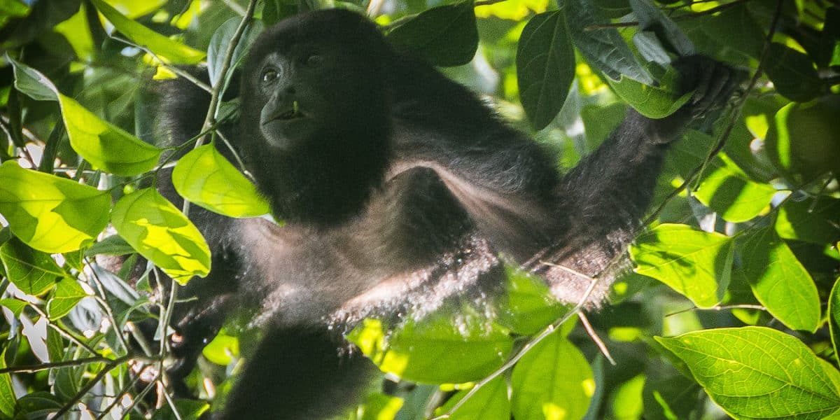 Howler Monkey in Cockscomb_Basin_Wildlife_Sanctuary_Belize