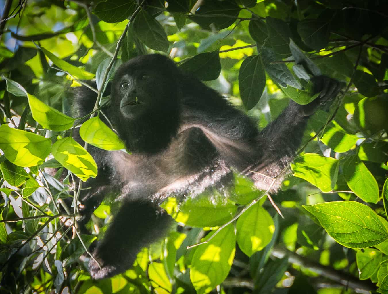 Howler Monkey in Cockscomb_Basin_Wildlife_Sanctuary_Belize