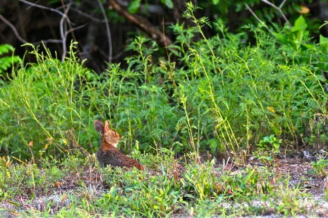 Marsh Rabbit in J.N. Ding Darling National Wildlife Refuge