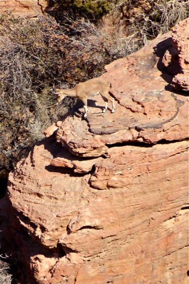 Rare Nubian Ibex in Dana Biosphere Reserve, Jordan