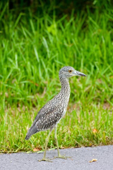 Juvenile Yellow Crowned Night Heron in J.N. Ding Darling National Wildlife Refuge