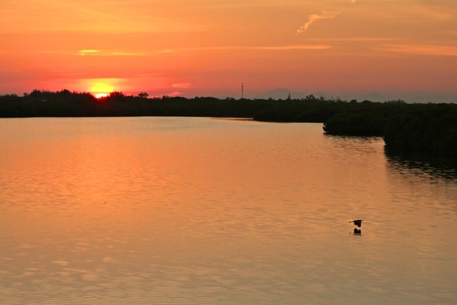 Egret in Flight at Sunset in J.N. Ding Darling National Wildlife Refuge