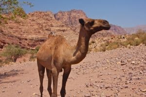 Travel to Jordan: Camel in Dana Biosphere Reserve