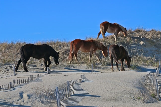 NORTH CAROLINA: The Controversy Behind the Outer Banks Wild Horses