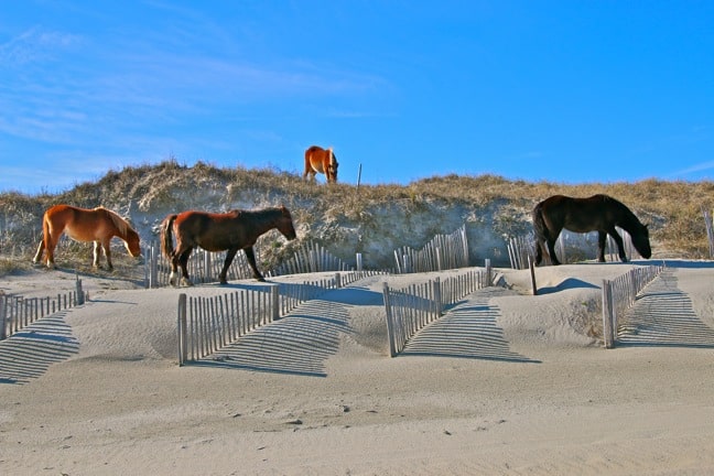 The Outer Banks Wild Horses Controversy