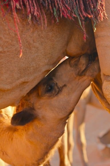 Baby Camel Nursing From its Mother in Wadi Rum, Jordan