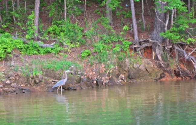 Great Blue Heron at Lake Allatoona