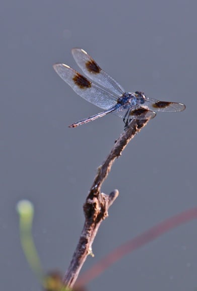 Perched Dragonfly in J.N. Ding Darling National Wildlife Refuge