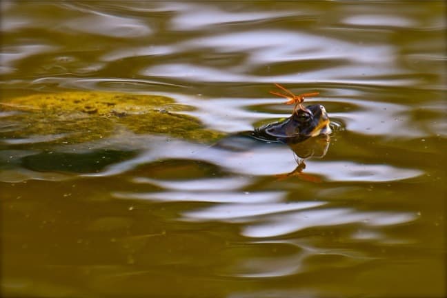 Turtle & Flame Skimmer Dragonfly in J.N. Ding Darling National Wildlife Refuge