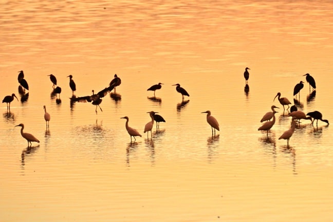 Birds at Sunset in J.N. Ding Darling National Wildlife Refuge