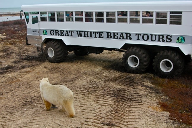 polar-bear-tour-churchill-manitoba