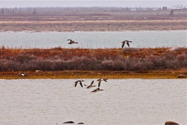 Red-Breasted-Mergansers-Churchill-Manitoba 