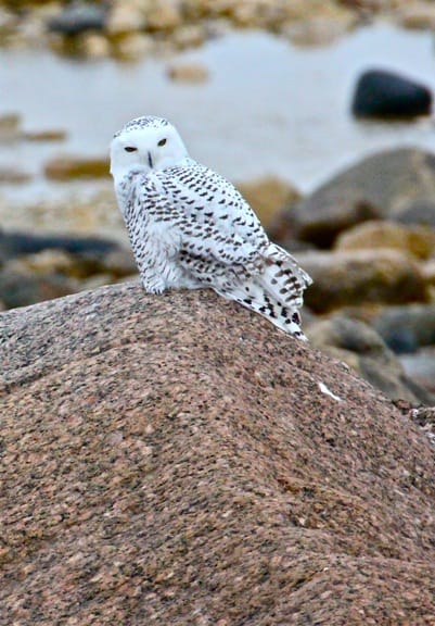 Snowy-Owl-Churchill-Manitoba