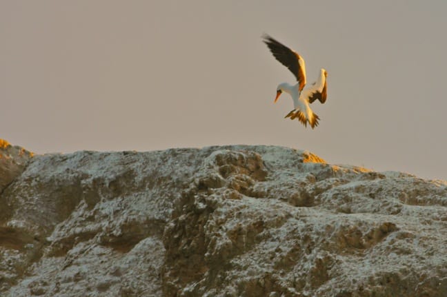 Nazca Booby, Kicker Rock, Galapagos Islands