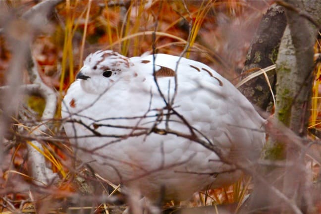 Willow ptarmigan-Tundra Animals