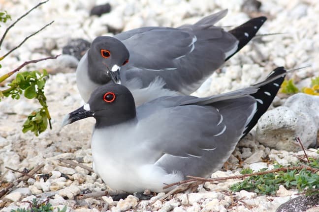 Mating Pair of Red-Eyed Swallow-Tailed Gulls, Galapagos Islands