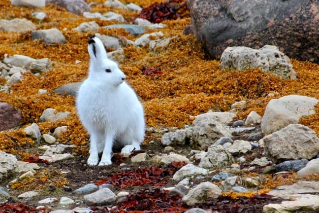 Arctic-Hare-Churchill-Manitoba