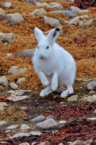 arctic-hare-Churchill-Manitoba