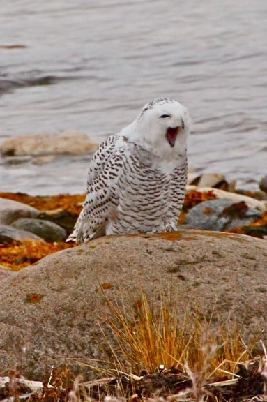 Snowy-Owl-Yawn_Churchill_Manitoba