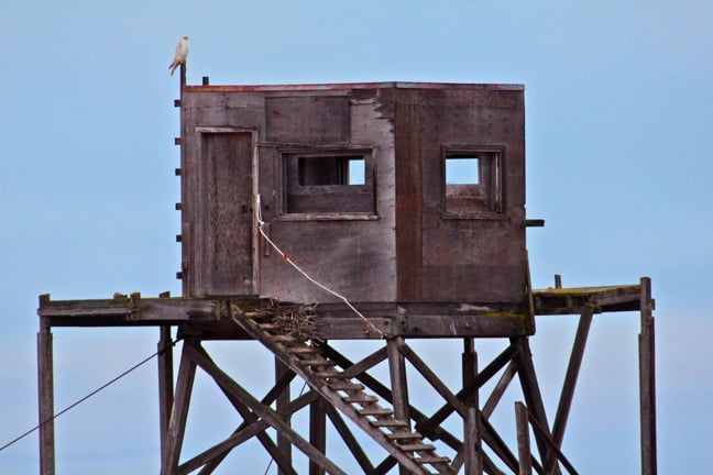 Gyrfalcon Atop An Old Observation Tower in Churchill, Manitoba