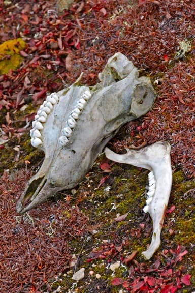 Caribou_Skull-Churchill_Manitoba