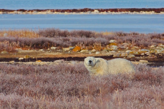 sleepy-polar-bear-Churchill-Manitoba